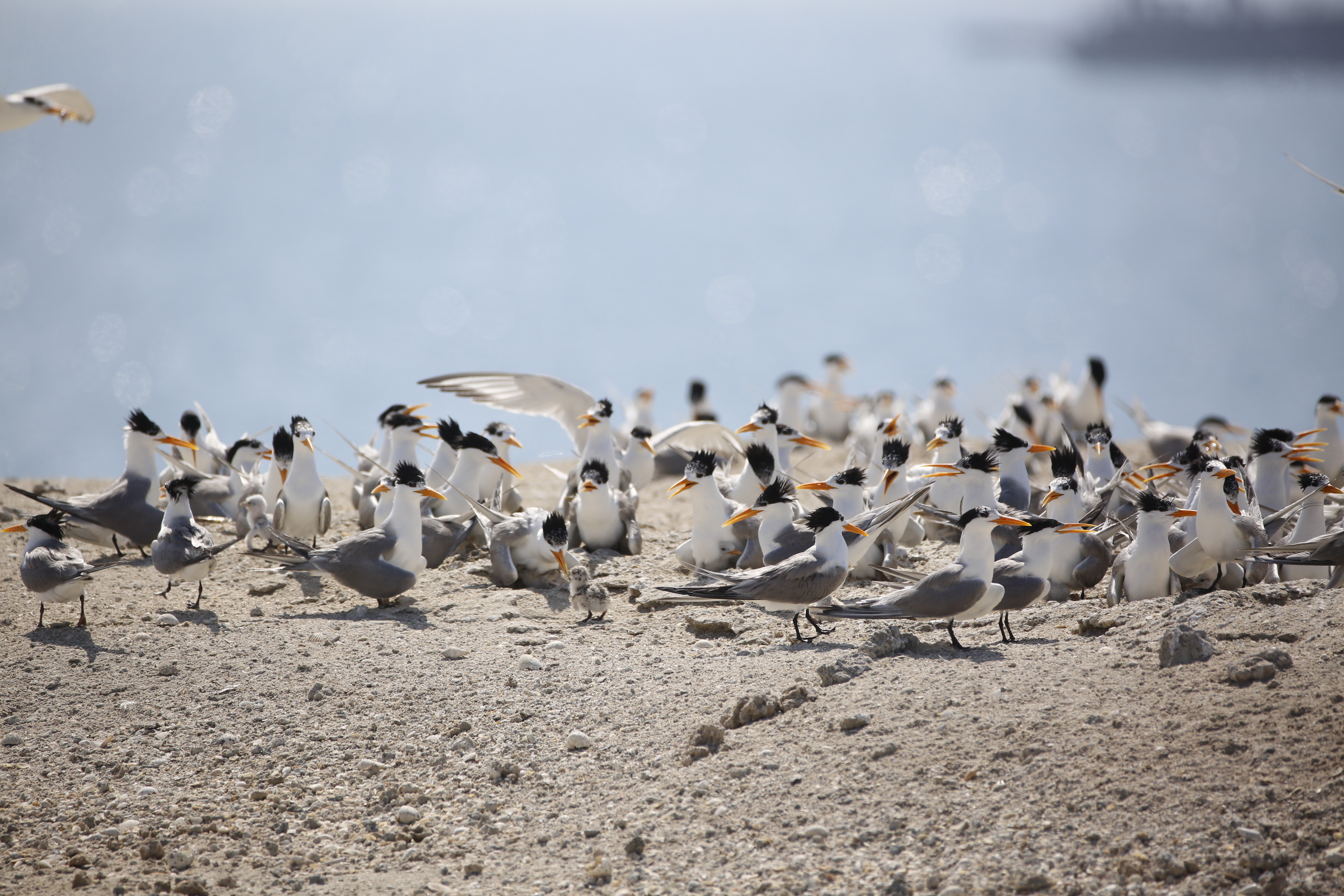 Lesser crested tern - Thalasseus bengalensis